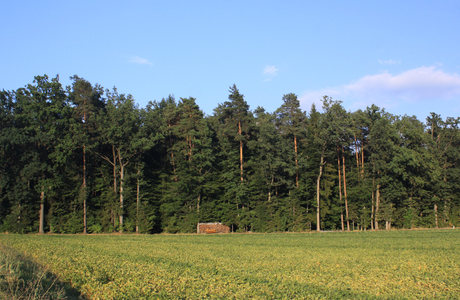 Stieleichen-Rotföhrenwälder - © Emanuel Trummer Stieleichen-Rotföhrenwälder - © Emanuel Trummer